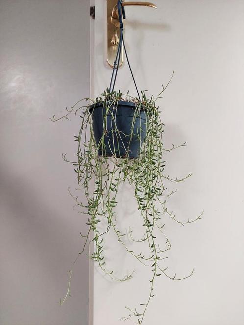 Senecio Rowleyanus - Erwtenplantje / Parelsnoer / Hangplant, Huis en Inrichting, Kamerplanten, Vetplant, Minder dan 100 cm, Groene kamerplant