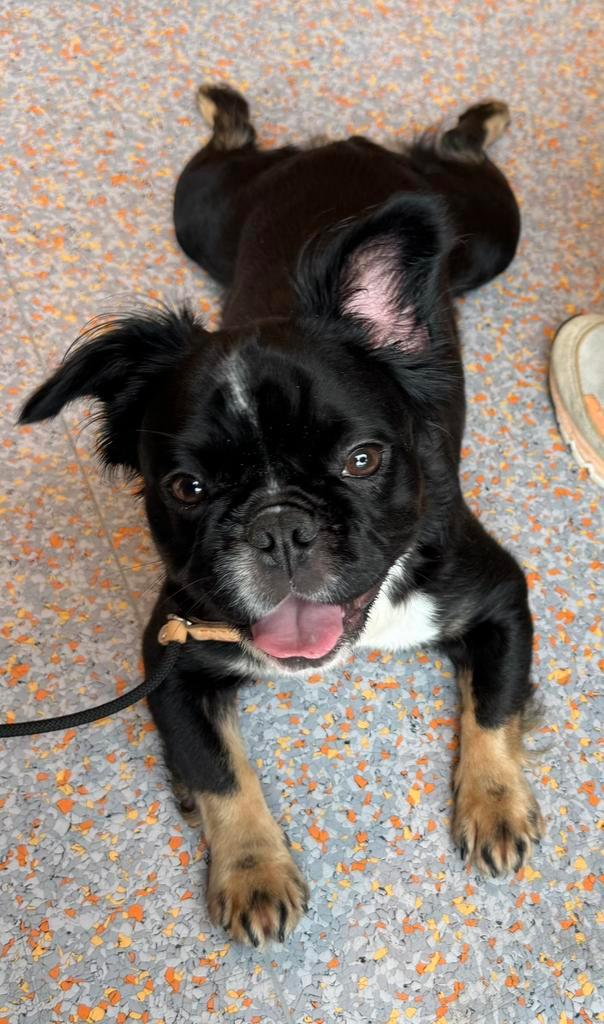 Franse Bulldog (teefje) 2 jaar oud, Dieren en Toebehoren, Honden | Bulldogs, Pinschers en Molossers, Teef, Bulldog, Particulier