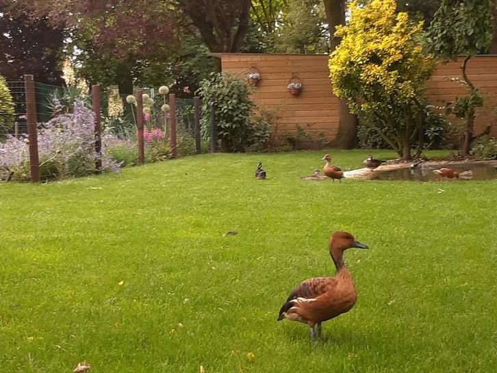 Diverse soorten sier eenden en ganzen, zie advertentie!, Dieren en Toebehoren, Vogels | Overige Vogels, Meerdere dieren