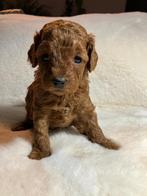 Toy poedel, Dieren en Toebehoren, Honden | Chihuahua's en Gezelschapshonden, Poedel, Rabiës (hondsdolheid), Reu, 8 tot 15 weken