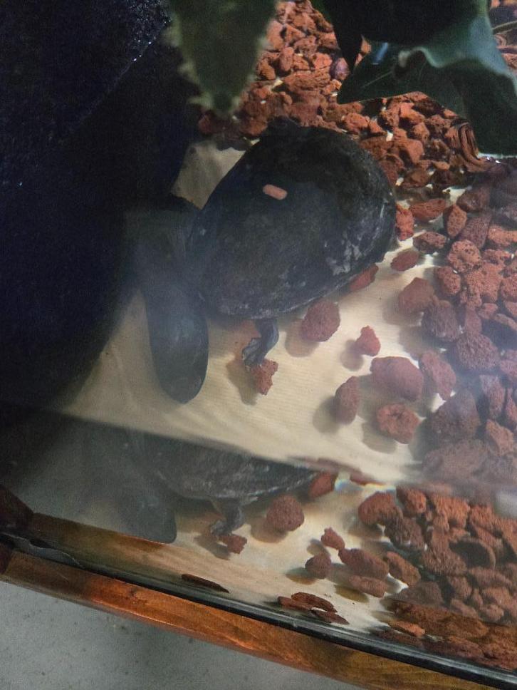 slangennek schildpad