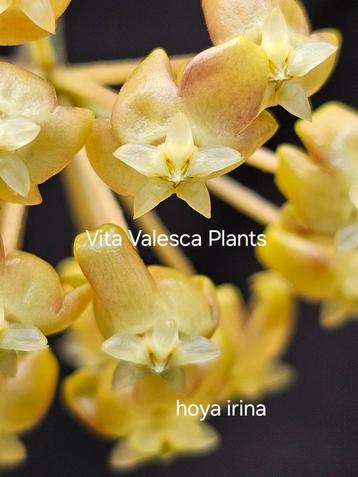 Laaste hoya irina goed geworteld nog niet uitgelopen. beschikbaar voor biedingen