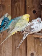 +/- 25 grasparkieten, Meerdere dieren, Parkiet