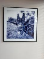 Zebra & Giraffe Schilderij, Ophalen, Zo goed als nieuw, Schilderij, 50 tot 75 cm