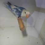 Fischeri, Geslacht onbekend, Dwergpapegaai of Agapornis, Geringd