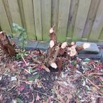 3 Grote Paarse Vlinderstruiken, Tuin en Terras, Zand, Ophalen, Ophoogzand