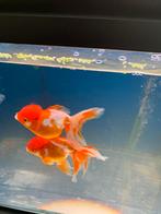 3 te koop Oranda leeuwenkop sluierstaart, Dieren en Toebehoren, Vissen | Aquariumvissen, Vis, Zoetwatervis