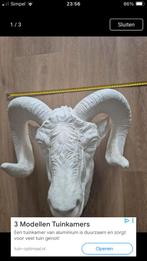 Grote Rammenkop XXL - 45x45 cm, Ophalen of Verzenden