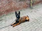 Mechelse herder, Dieren en Toebehoren, Honden | Herdershonden en Veedrijvers, 1 tot 2 jaar, Teef, Parvo, Eén hond