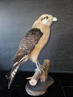 Prachtige opgezette zeldzame Geelkop caracara, Ophalen of Verzenden, Nieuw, Vogel, Opgezet dier