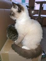 Kittens: 2 mannetjes, Dieren en Toebehoren, Kater, Ontwormd, 0 tot 2 jaar