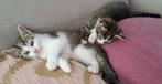 Kittens 2 katers, Dieren en Toebehoren, Katten en Kittens | Overige Katten, Kater, Kortharig, 0 tot 2 jaar