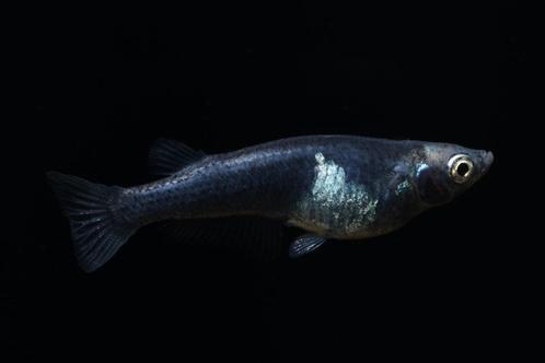Medaka Blue Velvet Eitjes (OOK ANDERE SOORTEN BESCHIKBAAR), Dieren en Toebehoren, Vissen | Aquariumvissen, Vis