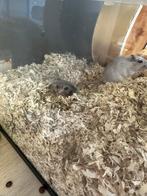 Mongoolse woestijnratten, Februari, Muis, Mannelijk, Tam