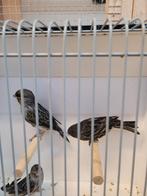 Zwart rood mozaïek kanaries, Dieren en Toebehoren, Vogels | Kanaries, Meerdere dieren, Kleurkanarie