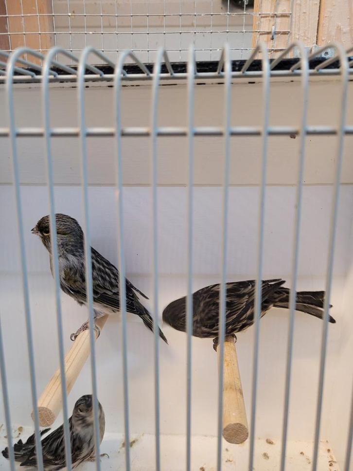 Zwart rood mozaïek kanaries, Dieren en Toebehoren, Vogels | Kanaries, Kleurkanarie, Meerdere dieren