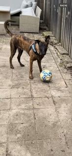 Hollandse herder pup, Dieren en Toebehoren, Ophalen, Zo goed als nieuw