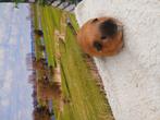 Cavia beertje, Dieren en Toebehoren, Februari, Mannelijk, Cavia