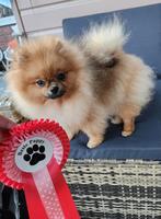 Beste Puppy Exellent!Dwergkees / Pomeriaan FCI stamboom, Dieren en Toebehoren, Honden | Chihuahua's en Gezelschapshonden, Particulier
