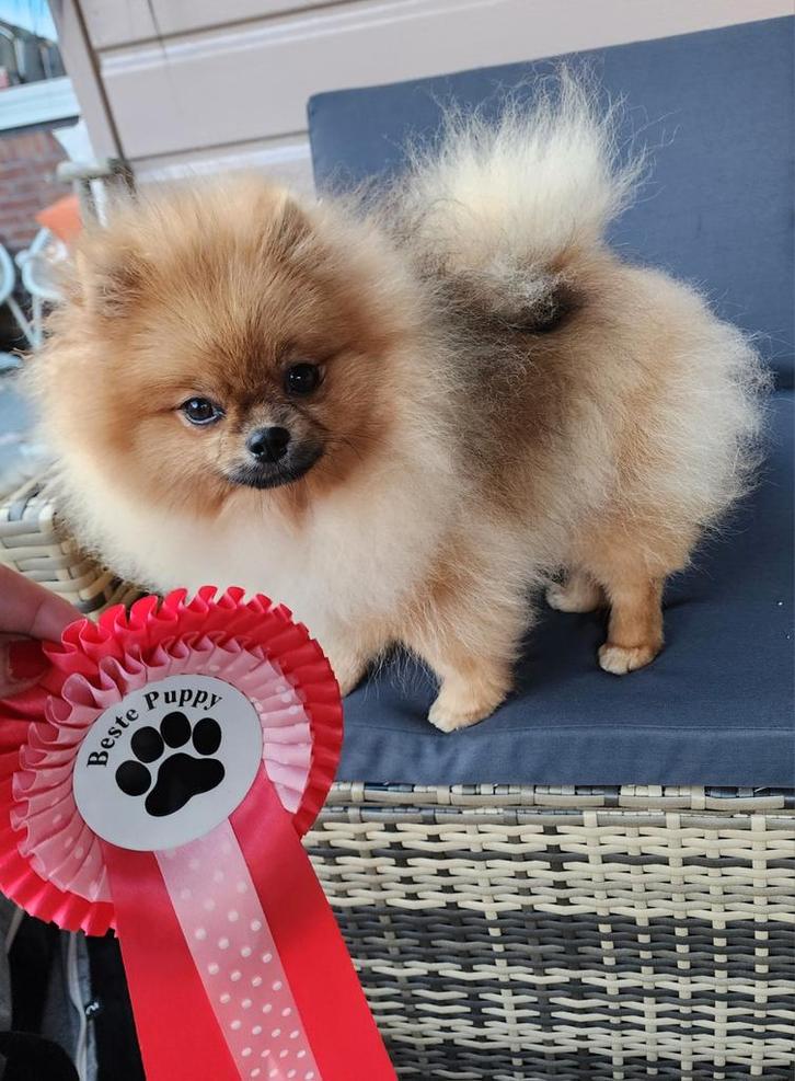 Beste Puppy Exellent!Dwergkees / Pomeriaan FCI stamboom, Dieren en Toebehoren, Honden | Chihuahua's en Gezelschapshonden, Teef