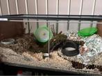 Hamsterkooi (IKEA Detolf-kast), Ophalen, 60 tot 90 cm, 110 cm of meer, Gebruikt