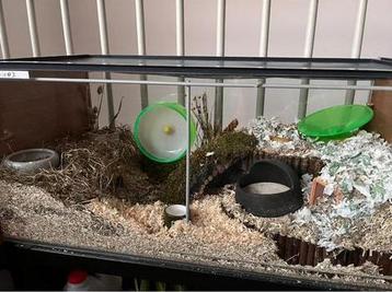Hamsterkooi (IKEA Detolf-kast) beschikbaar voor biedingen