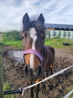 Lieve, knappe C pony te koop, Dieren en Toebehoren, Pony's, Merrie, Met stamboom, Zadelmak, 3 tot 6 jaar