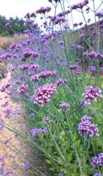 GEZOCHT verbena bonariensis, Ophalen of Verzenden, Zomer, Overige soorten, Volle zon