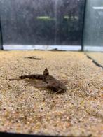 Bunocephalus coracoideus - braadpanmeerval, Dieren en Toebehoren, Vissen | Aquariumvissen, Vis, Zoetwatervis, Schoolvis