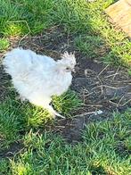 Jonge zijdehoender kriel haan, Dieren en Toebehoren, Pluimvee, Mannelijk, Kip