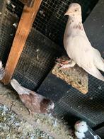5 duiven 10 euro, Meerdere dieren, Overige soorten
