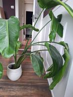 Goed groeiende strelitzia, Huis en Inrichting, Kamerplanten, Ophalen, 100 tot 150 cm, Overige soorten, Halfschaduw
