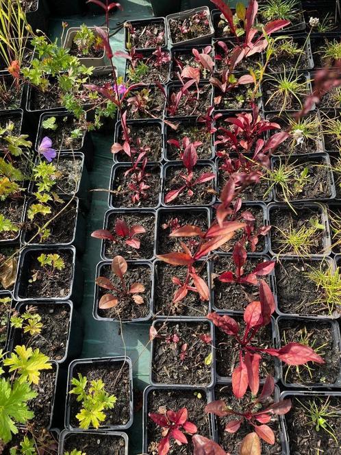 Penstemon digitalis 'Husker Red' - Slangekop stekken in P9, Tuin en Terras, Planten | Tuinplanten, Vaste plant, Overige soorten