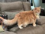 Mooie Maine coon poes, Dieren en Toebehoren, Katten en Kittens | Raskatten | Langhaar, Poes, Gechipt, 6 jaar of ouder