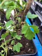 Diverse gewortelde fruit stekken Josta, Rode, Zwarte, Vlier, Tuin en Terras, Planten | Tuinplanten, Halfschaduw, Zomer, Vaste plant