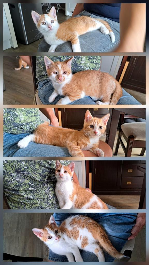 Lieve en sociale kittens Europese korthaar, Dieren en Toebehoren, Katten en Kittens | Overige Katten, Kortharig, Meerdere dieren