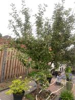 Appelboom, Ophalen, Lente, Volle zon, Overige soorten