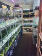 Exotic Aquatica De aquarium speciaalzaak van Bergen op Zoom, Ophalen of Verzenden, Nieuw, Overige typen
