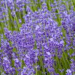 Lavendel - 'Hidcote' p9 tuinplanten, Ophalen of Verzenden, Zomer, Volle zon