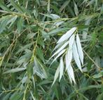 **ACTIE** Salix cinerea, grauwe wilg, Ophalen of Verzenden, Overige soorten, Struik, 100 tot 250 cm