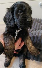 Cockapoo Pups, CDV (hondenziekte), 8 tot 15 weken, Meerdere, Meerdere dieren