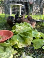 Tamme Kwakertjes, Dieren en Toebehoren, Pluimvee, Eend