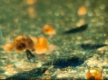 Blue Sapphire Neocaridina eigen kweek beschikbaar voor biedingen