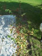 Krentenboom Amalanchier Lamarcii, Ophalen, Overige soorten, Struik, Minder dan 100 cm