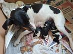 Vrolijke, speelse Boerenfox pups te koop!, Overige rassen, 8 tot 15 weken, Meerdere, Meerdere dieren