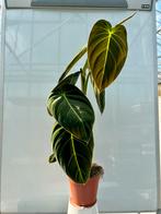Philodendron Melanochrysum - Zeldzame Kamerplant, Overige soorten, In pot, Minder dan 100 cm, Groene kamerplant