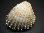 Schelpen: Acanthocardia aculeata  Linnaeus, 1758., Ophalen of Verzenden, Schelp(en)