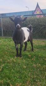 Geitenbokjes, Dieren en Toebehoren, Schapen, Geiten en Varkens, Mannelijk, Geit, 0 tot 2 jaar