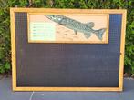 Vintage snoek display bord, Watersport en Boten, Ophalen, Nieuw, Overige typen