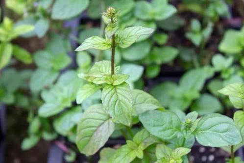Sinaasappelmunt, Tuin en Terras, Planten | Tuinplanten, Kruiden, Volle zon, Zomer, Ophalen